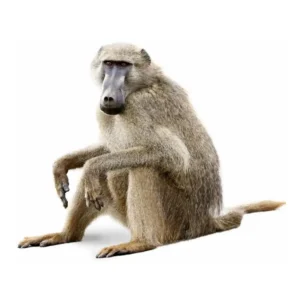 Baboon (1)