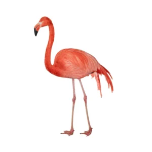 Flamingo (1)