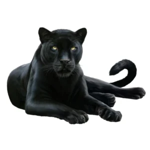 Panther (1)