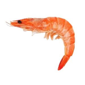 Shrimp (1)