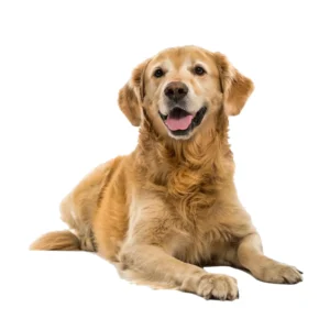 Golden (1)