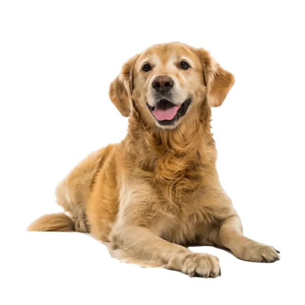 Golden (1)