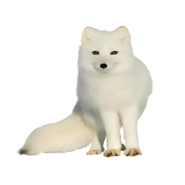 Set 10 - Image 5