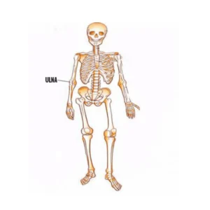 Ulna (1)